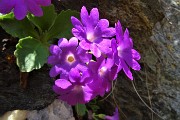 39 Primula irsuta (Primula hirsuta)